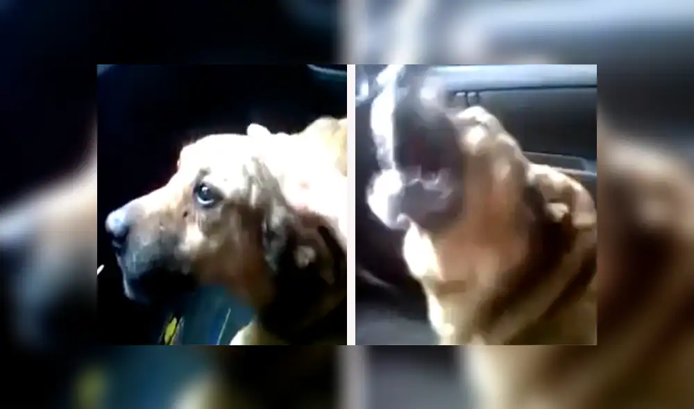Perro regresa a casa, luego de estar perdido y trata de explicarle a su dueña dónde estuvo [VIDEO]