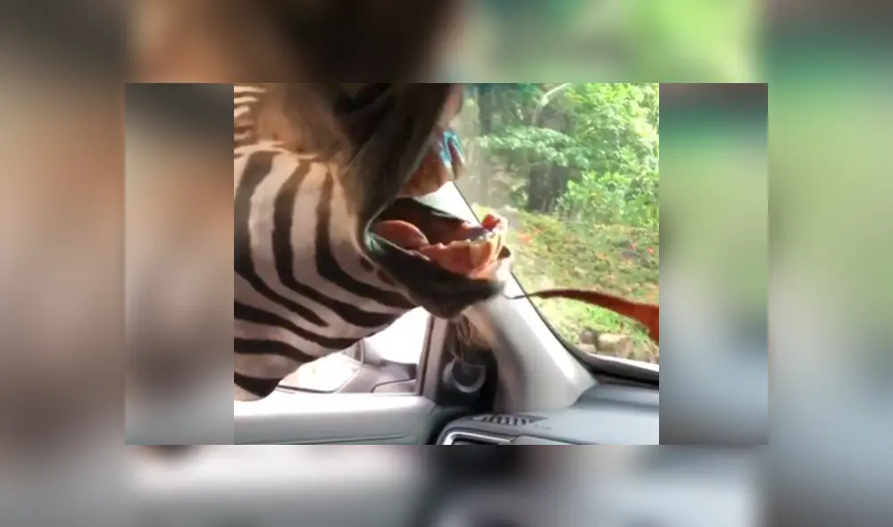 Turistas fueron impactados por una hambrienta cebra en safari. Foto: Captura.