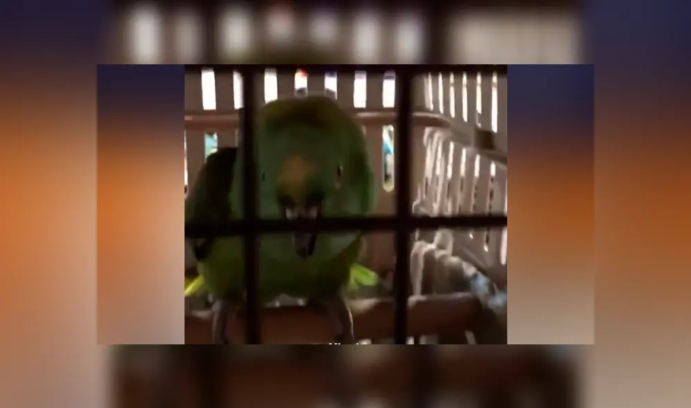 Piensa que bebé fue enjaulado, se acerca y descubre algo totalmente inesperado [VIDEO] 