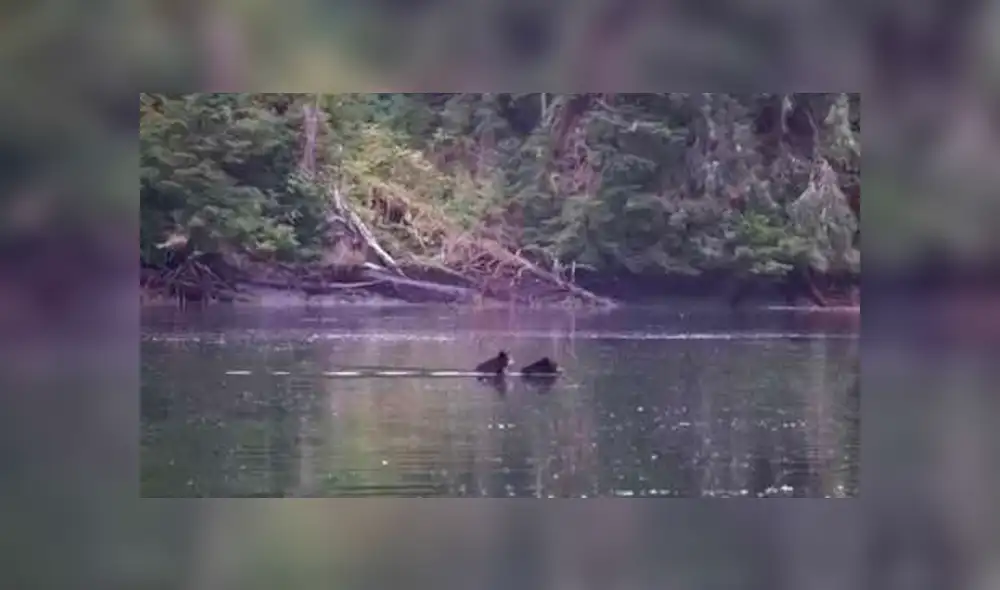 Video es viral en YouTube. La mamá oso debía cruzar un caudaloso río y como no podía dejar a su cría, decidió llevarla en su espalda. Foto: Captura. Video es viral en YouTube. La mamá oso debía cruzar un caudaloso río y como no podía dejar a su cría, decidió llevarla en su espalda. Foto: Captura.