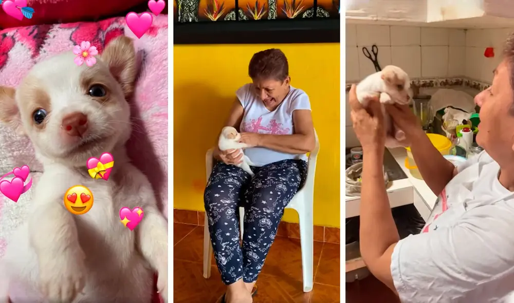 Desliza las imágenes para observar el cariñoso gesto de una anciana con la mascota de sus nietos. Foto: Captura de Facebook