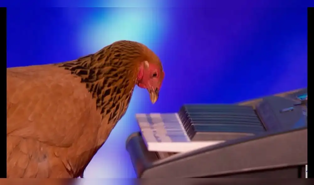 Asombro en YouTube por gallina que toca el piano [VIDEO]