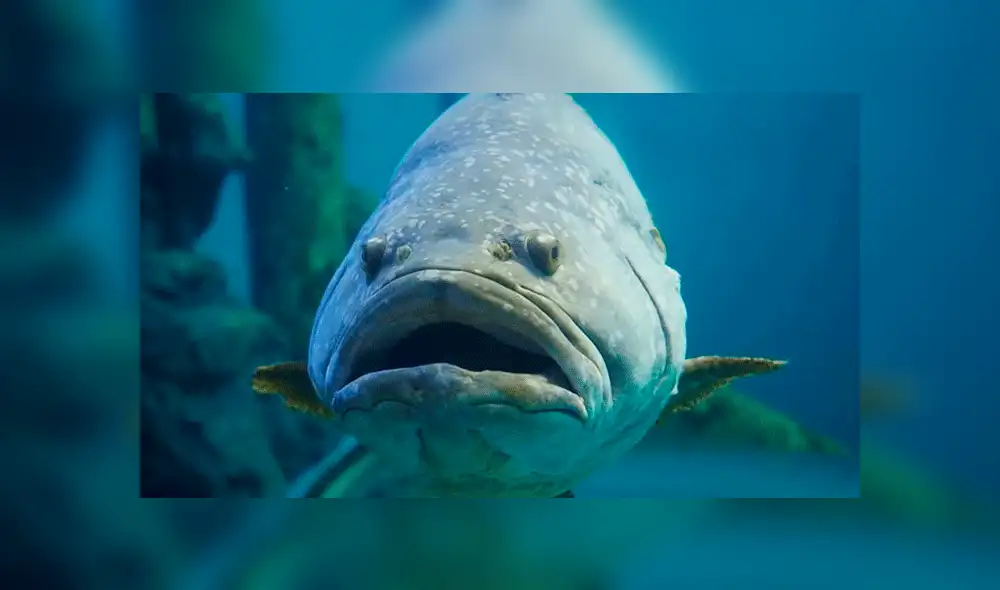 Vía Facebook: meros gigantes pelean por devorar carnada que niño les ofreció [VIDEO] 