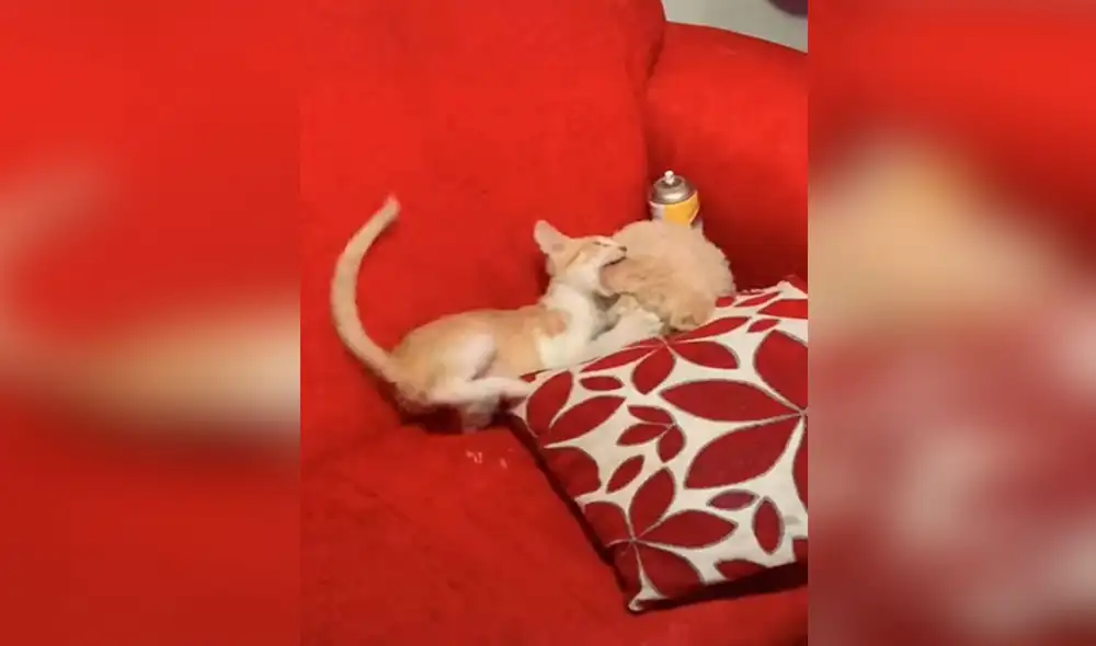 Desliza las imágenes para ver la curiosa escena que protagonizaron un gato y un perro bebé al quedarse solos por unos minutos. Foto: captura de TikTok Desliza las imágenes para ver la curiosa escena que protagonizaron un gato y un perro bebé al quedarse solos por unos minutos. Foto: captura de TikTok