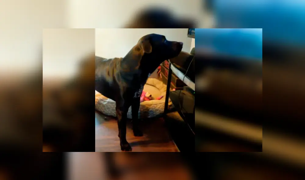 Vía Facebook. Dueño del can grabó el singular comportamiento que adopta su mascota cada vez que le ponen pausa a su programa favorito