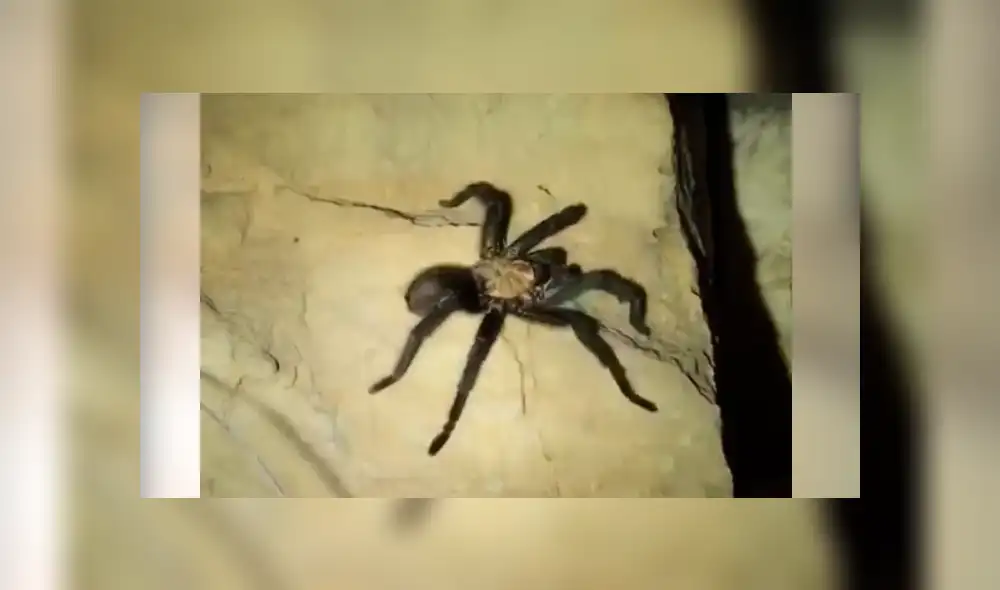 Facebook viral: Chico madruga para ir al baño y se topa con peligrosa criatura que lo quería atacar [VIDEO] 