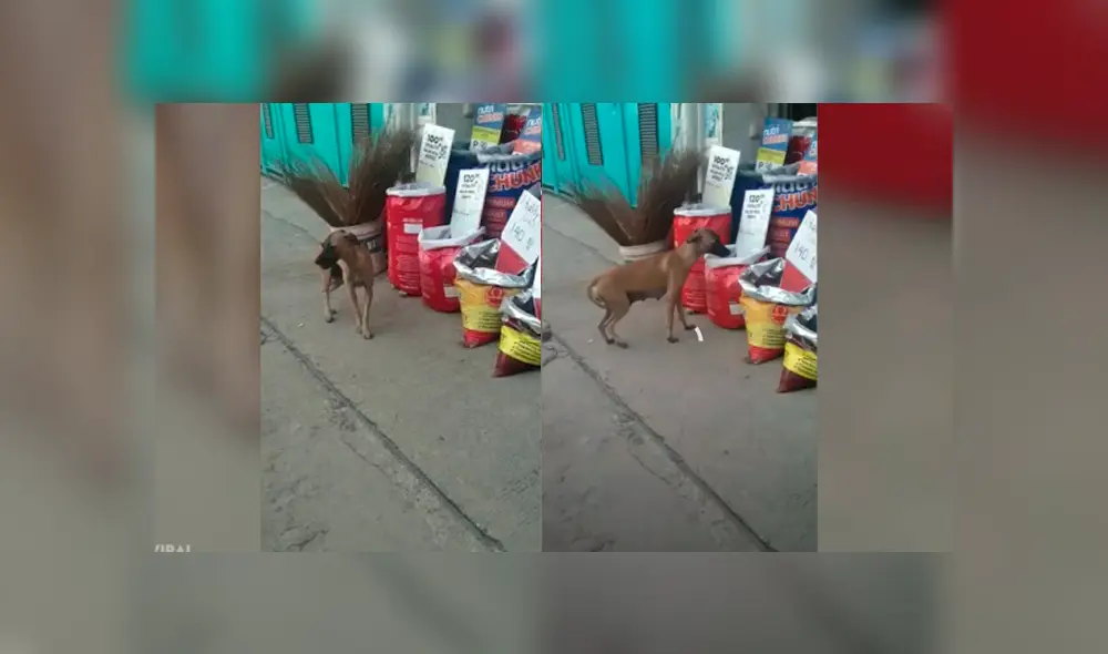 Desliza las imágenes para ver la curiosa escena que protagonizó este perrito que robó comida para sobrevivir. Fotocaptura: Viral Press/YT Desliza las imágenes para ver la curiosa escena que protagonizó este perrito que robó comida para sobrevivir. Fotocaptura: Viral Press/YT
