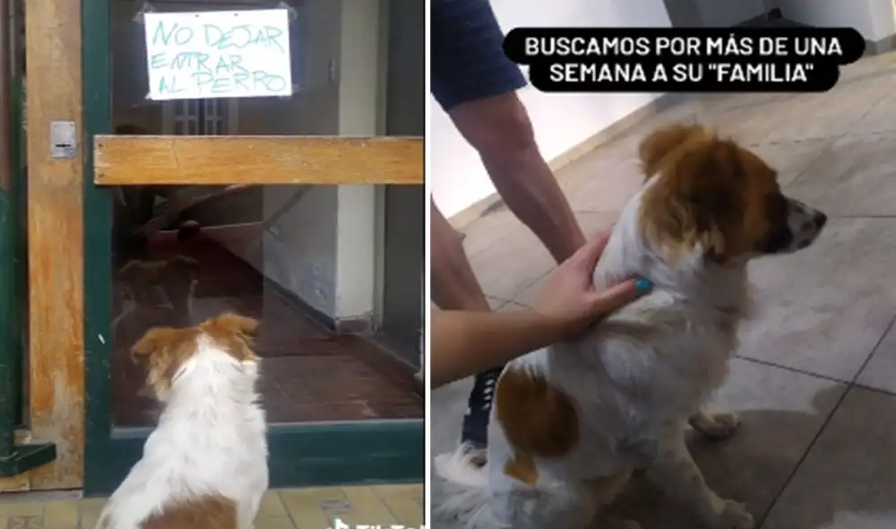 Desliza hacia la izquierda para conocer más detalles de la conmovedora historia de Bruno, un perrito que tuvo un final feliz. Foto: captura de TikTok Desliza hacia la izquierda para conocer más detalles de la conmovedora historia de Bruno, un perrito que tuvo un final feliz. Foto: captura de TikTok