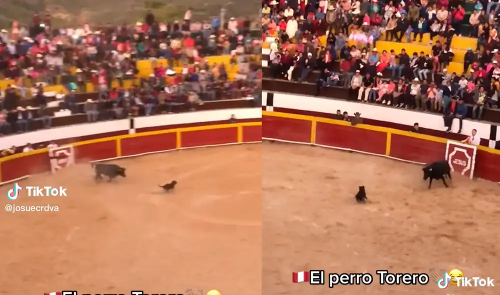 Este hecho sucedió en Perú. Foto: composición LR / TikTok / @josuecrdva