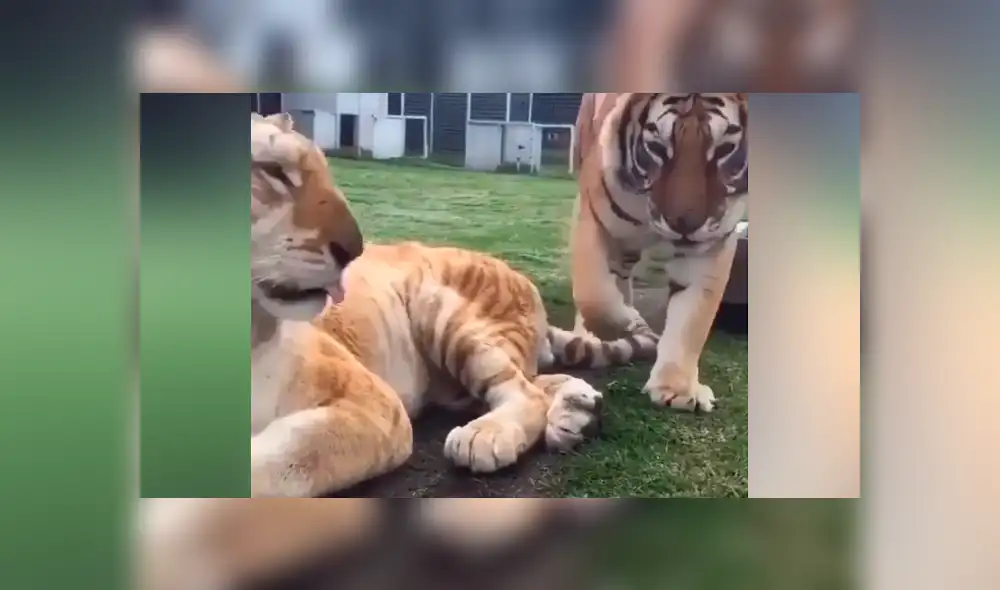 Un video viral de YouTube registró el encuentro de un hombre con un feroz tigre. Un video viral de YouTube registró el encuentro de un hombre con un feroz tigre.