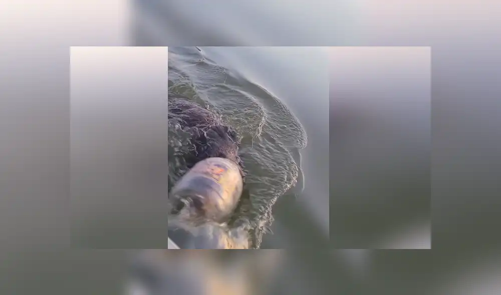 Una familia que estaba navegando por un lago salvó a un oso que tenía un bidón de plástico en la cabeza. Foto: Facebook Una familia que estaba navegando por un lago salvó a un oso que tenía un bidón de plástico en la cabeza. Foto: Facebook