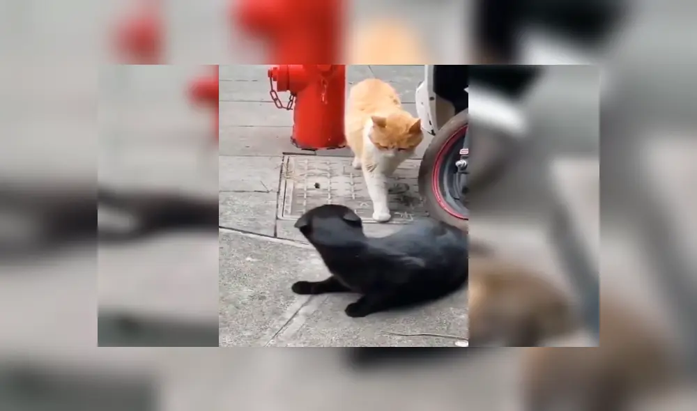 Facebook viral: gata encuentra a su pareja siéndole ‘infiel’ con otra felina a la que abrazaba 