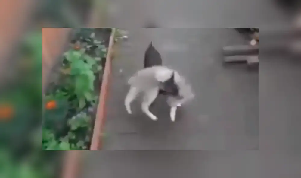 Facebook viral: perro quería evitar una pelea callejera de un gato y lo cargó hasta su casa [VIDEO]