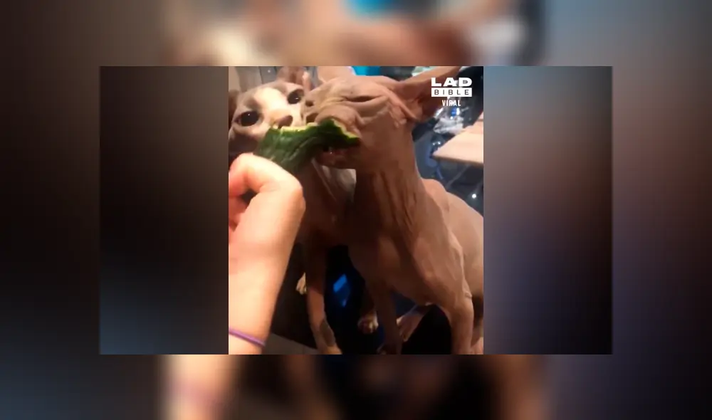 Facebook viral: asusta a sus gatos con pepino, sin imaginar la voraz reacción de los felinos [VIDEO] 