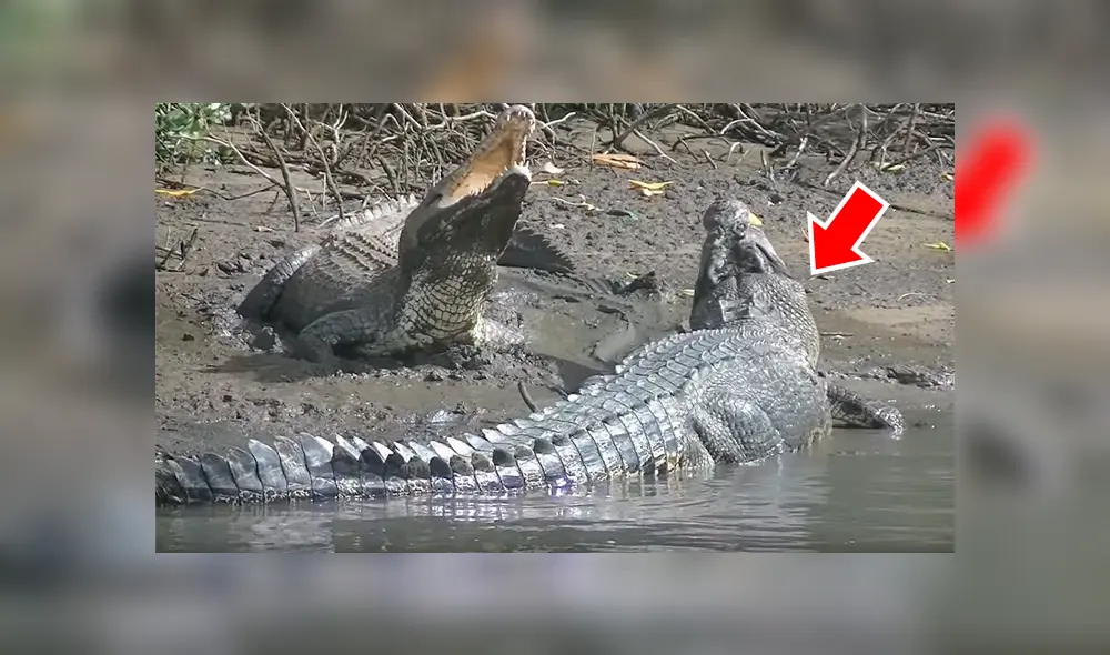 Gigantesco cocodrilo busca a hembra para aparearse, sin imaginar que esta lo atacaría sin piedad [VIDEO]