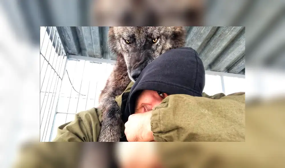 YouTube viral: chico busca tomarse selfie con enorme lobo negro y este reacciona así [VIDEO]