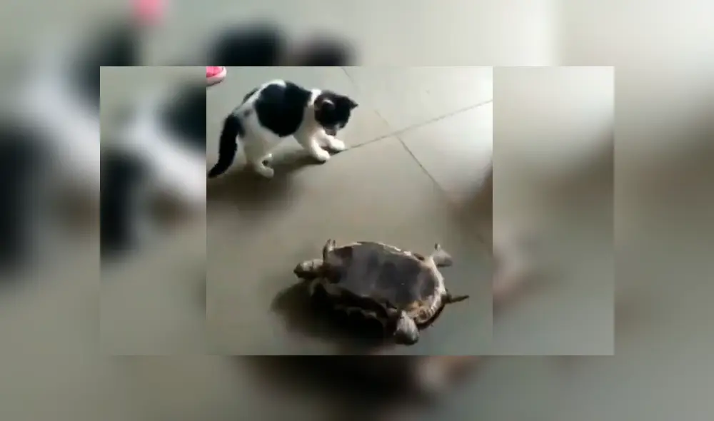 El felino se ganó los aplausos de cientos de internautas tras protagonizar un curioso episodio con una tortuga en casa de su dueña