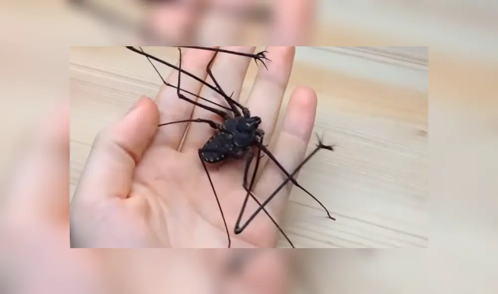 YouTube viral: joven se topa con extraña criatura arácnida, intenta tocarla y esta tiene increíble reacción YouTube viral: joven se topa con extraña criatura arácnida, intenta tocarla y esta tiene increíble reacción