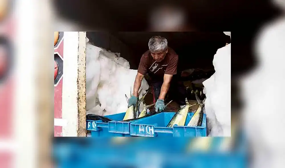 En Tacna la pesca de perico afectada por el incremento de la temperatura del mar