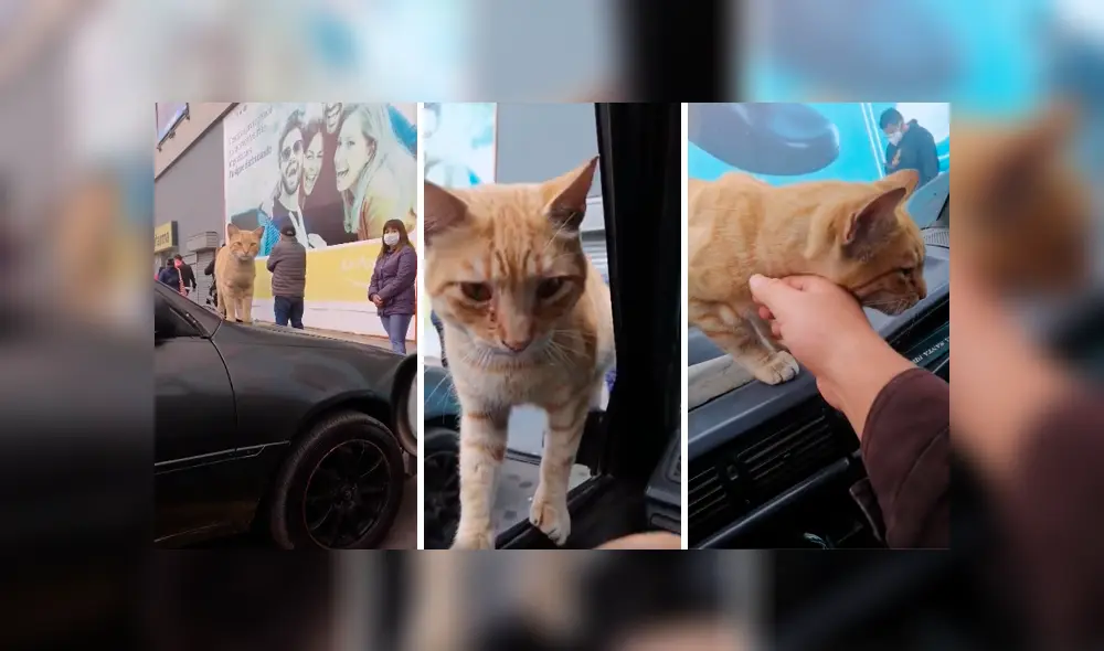 Desliza las imágenes hacia la izquierda para conocer la tierna acción de un hombre con un gato callejero. Fotocaptura: YouTube.