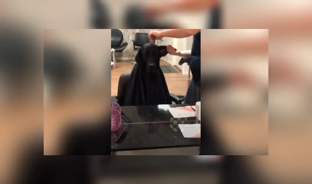Desliza hacia la izquierda para ver la reacción de un perro cuando cortaban sus pelos. Video viral de YouTube.