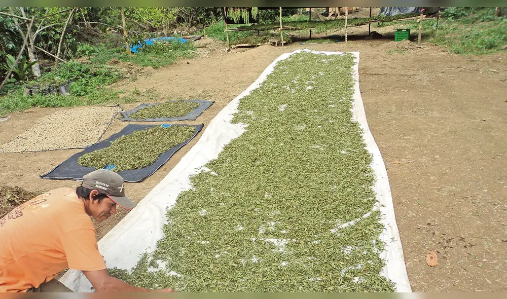 Fábrica. Stevia One masificará cultivos del producto en Sullana. Fábrica. Stevia One masificará cultivos del producto en Sullana.