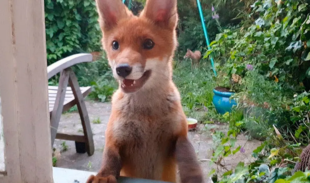 Desliza las imágenes para apreciar el tierno gesto de un hombre al cuidar y proteger a unos zorros que invadieron su casa. Foto: Caters Clips