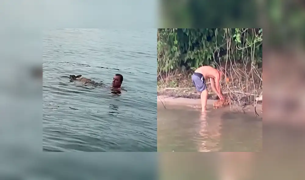 El venado habría intentado escapar de un depredador. Foto: ViralHog / YouTube