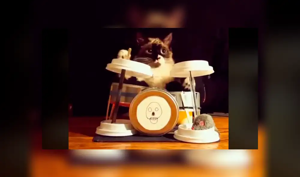 Facebook: dueño juega con su gato al intentar que toque la batería como si fuera 'estrella de rock' [VIDEO] 