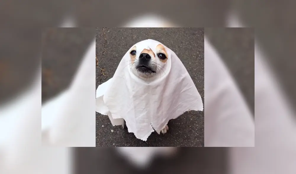 Facebook: Perrito llora porque lo disfrazaron de fantasma para Halloween [VIDEO]