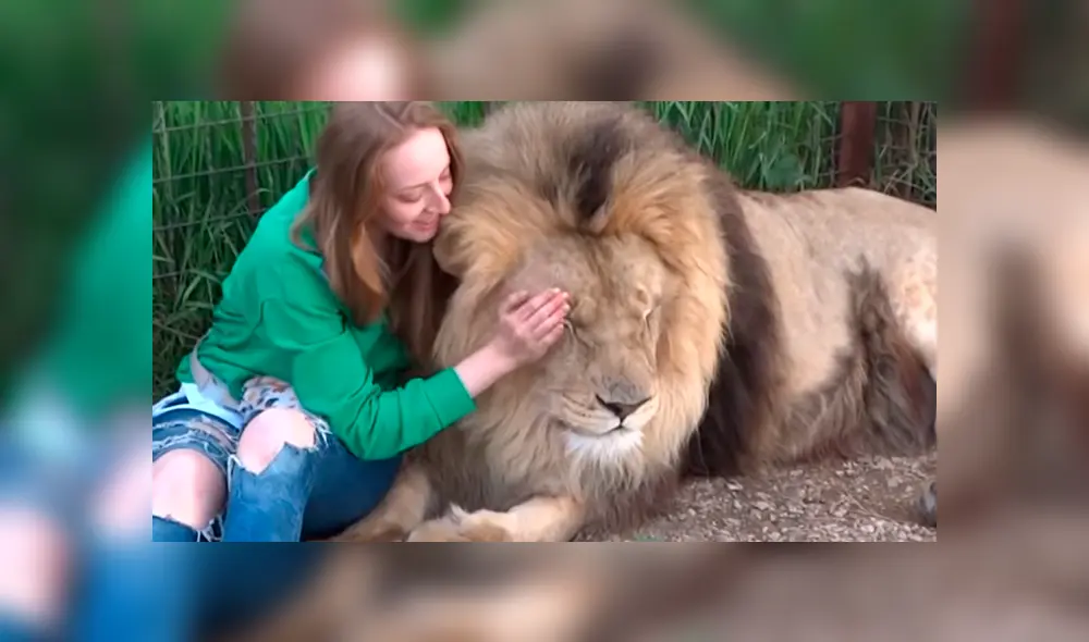 Desliza hacia la izquierda para ver la reacción que tuvo el gigantesco león tras encontrarse con la turista. El video es viral en YouTube.