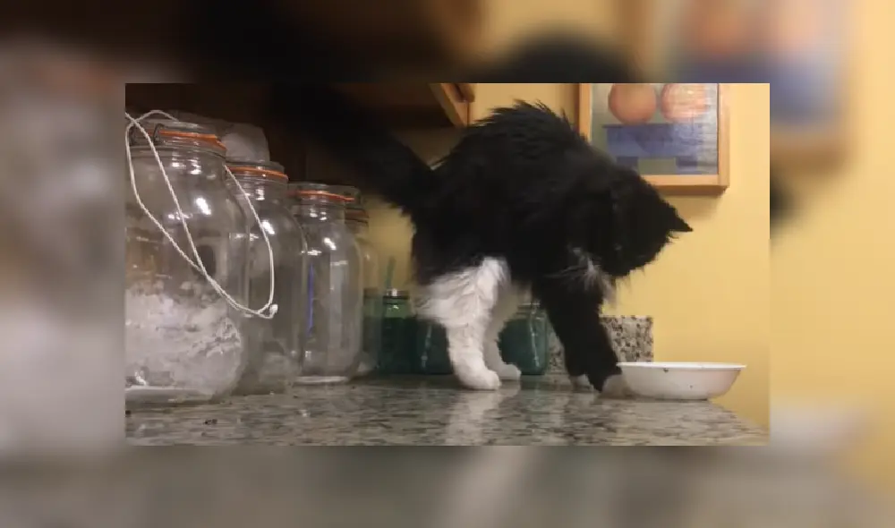 Desliza hacia la izquierda para ver más imágenes de este travieso gato que es viral en Facebook. Desliza hacia la izquierda para ver más imágenes de este travieso gato que es viral en Facebook.