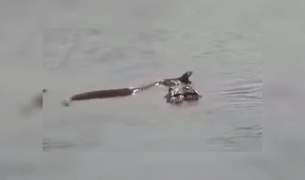 Enorme anaconda ingresa a río y tiene mortal batalla con feroz cocodrilo [VIDEO] 