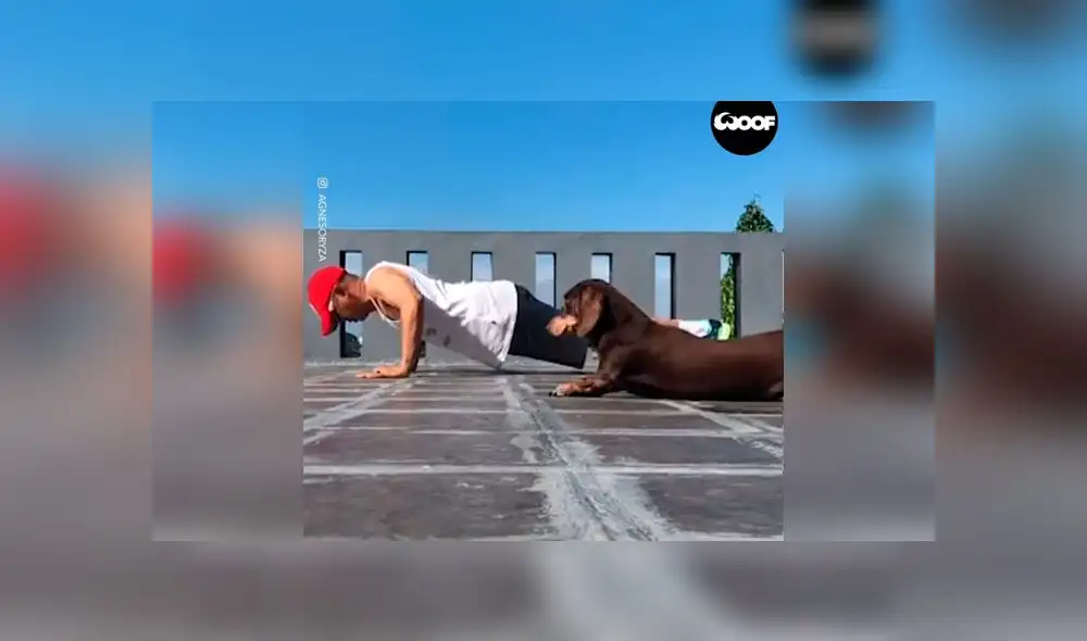 Desliza las imágenes para ver la peculiar escena que protagonizó un perro, la cual arruinó el video tutorial de su dueño. Foto: Woof Woof Desliza las imágenes para ver la peculiar escena que protagonizó un perro, la cual arruinó el video tutorial de su dueño. Foto: Woof Woof