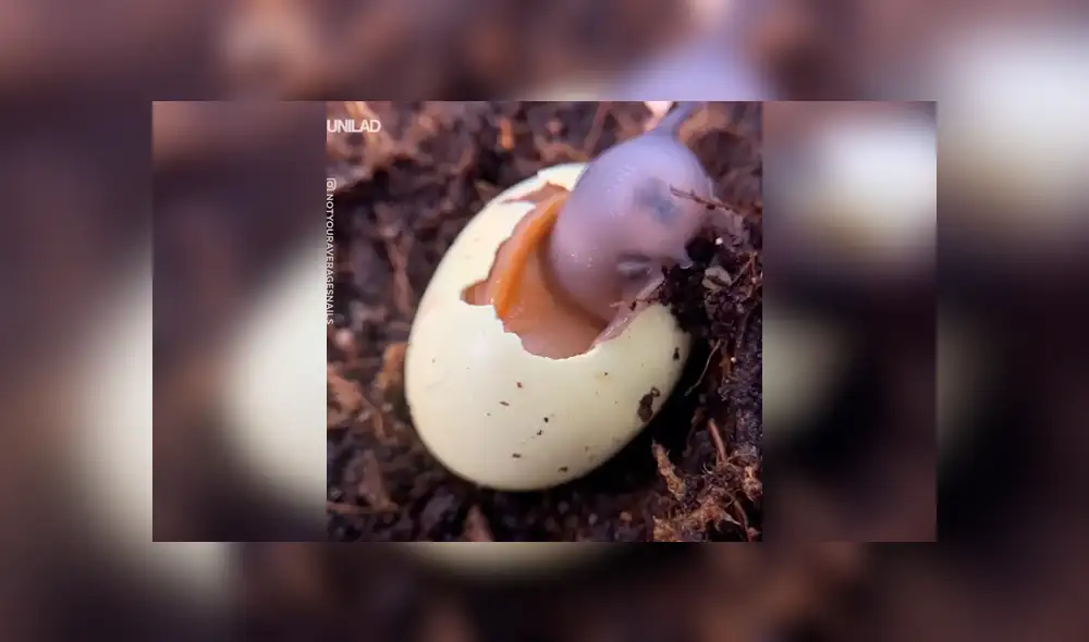 Desliza para ver el desenlace de este video viral de YouTube. Foto: Captura.