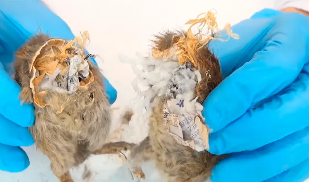 El youtuber del canal 'Curiosidades con Mike' examinó por dentro a una rata disecada. El youtuber del canal 'Curiosidades con Mike' examinó por dentro a una rata disecada.