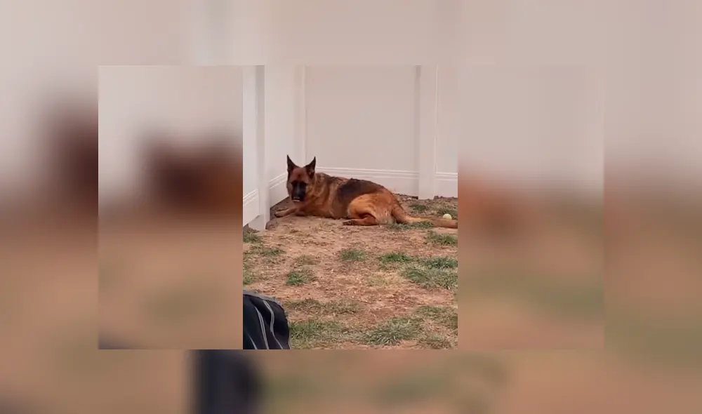 Desliza las imágenes para apreciar la emotiva escena entre dos perros que estuvieron separados por la cuarentena. Foto: Captura. Desliza las imágenes para apreciar la emotiva escena entre dos perros que estuvieron separados por la cuarentena. Foto: Captura.