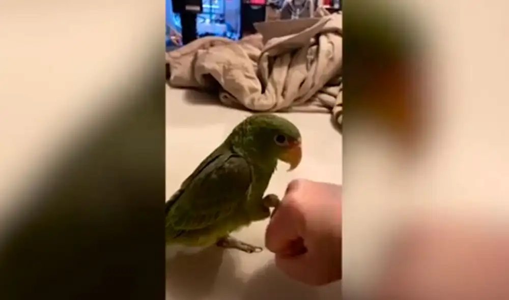 Desliza las imágenes para conocer la destreza de un loro al juntar su pata con el puño de su dueño. Foto: Caters Clips