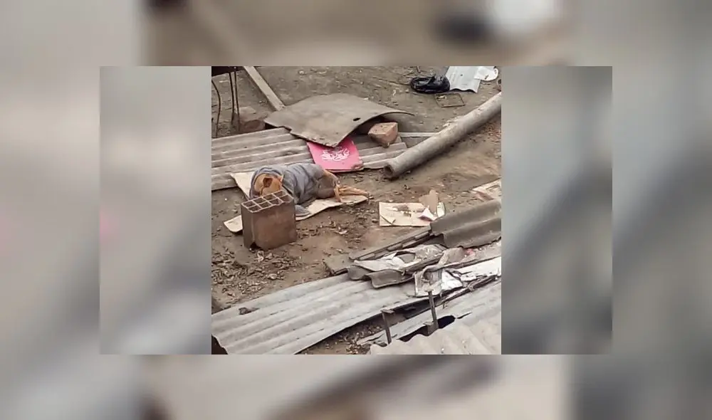 Acusan a sujeto de recoger perros de la calle, torturarlos y dejarlos morir en su azotea [VIDEO]