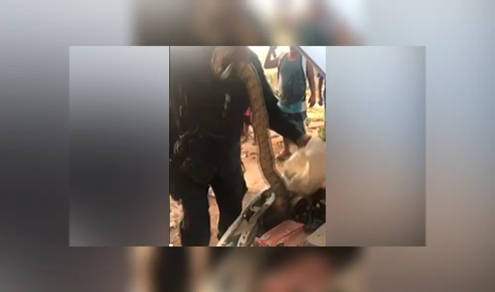 Desliza hacia la izquierda para ver la espeluznante serpiente que se ha viralizado en YouTube. Desliza hacia la izquierda para ver la espeluznante serpiente que se ha viralizado en YouTube.