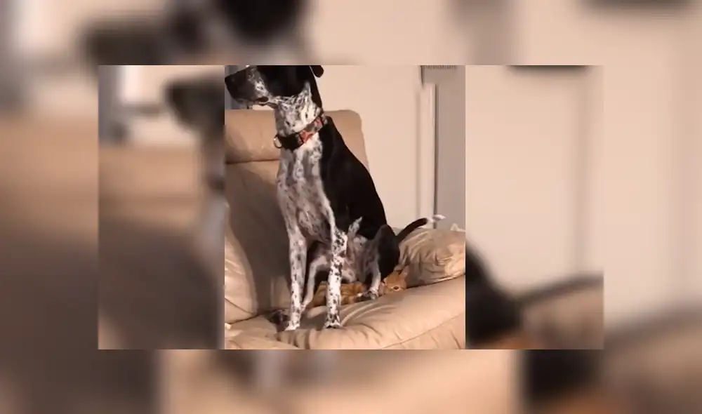 En Facebook, un chico estaba desesperado por encontrar a su gato y supo que su perro lo escondió. En Facebook, un chico estaba desesperado por encontrar a su gato y supo que su perro lo escondió.