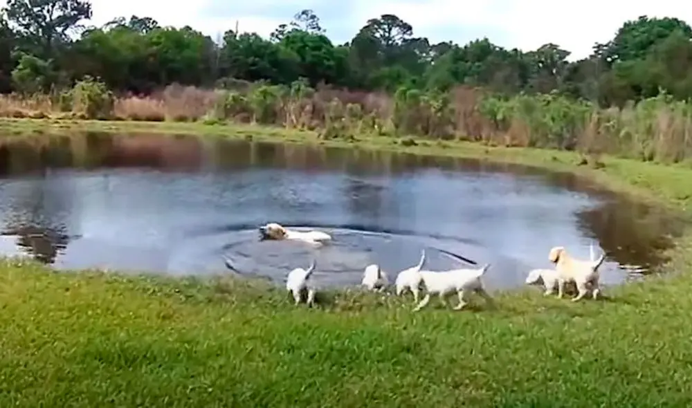 El labrador llevó a sus cachorros al estanque. Foto: YouTube/Zoorprendente