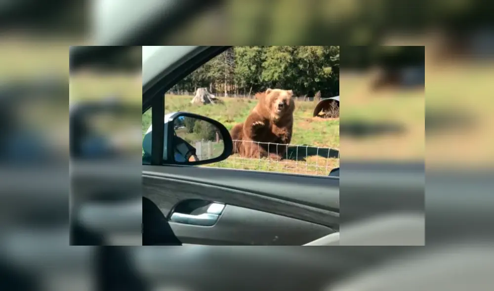 Esposos estaban visitando un parque de animales salvajes cuando se acercaron a saludar a un oso, sin presagiar la intempestiva respuesta de este Esposos estaban visitando un parque de animales salvajes cuando se acercaron a saludar a un oso, sin presagiar la intempestiva respuesta de este