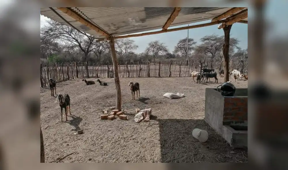 Sembraran 40 hectáreas de pasto en la Matanza.