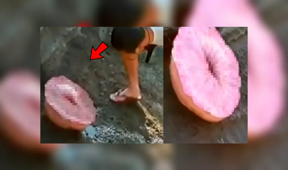 Bañistas descubren misteriosa criatura marina, la examinan y sucede lo inesperado Bañistas descubren misteriosa criatura marina, la examinan y sucede lo inesperado