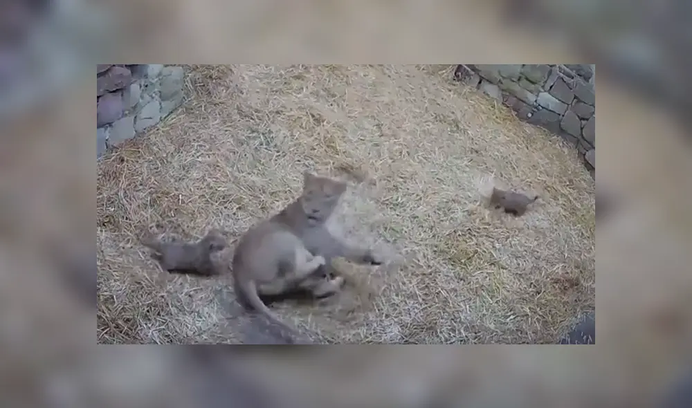 Felinos protagonizaron una graciosa escena que ha desatado más de una carcajada en YouTube y otras redes