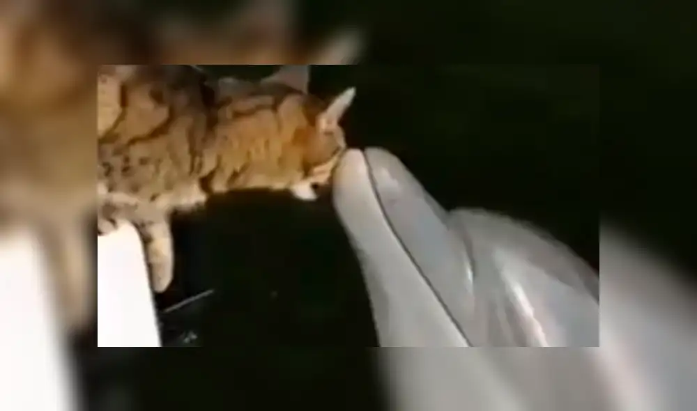 Facebook: gato y delfín protagonizan tierna escena de amor al darse muchos besos [VIDEO]