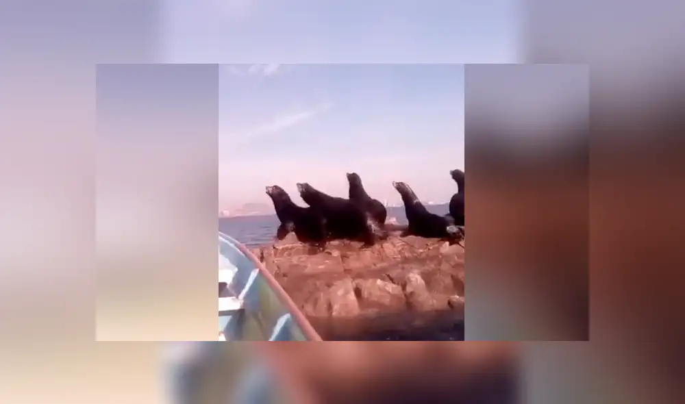 Desliza para ver los momentos más divertidos del video que se hizo viral en Facebook.