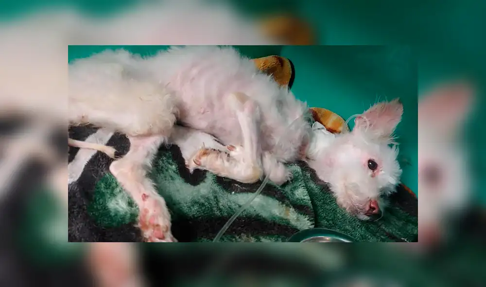 Shelby fue auxiliada por rescatistas cuando iba a ser aplastada por un contenedor de basura. (Foto: Huntington Cabell-Wayne)