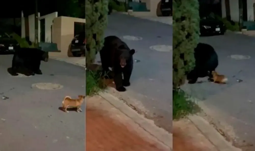 Desliza las imágenes para ver al valiente perro que se enfrentó a un gran oso. Foto: captura de YouTube